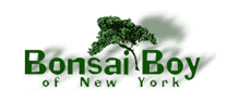 Bonsai Boy Of New York alternatives